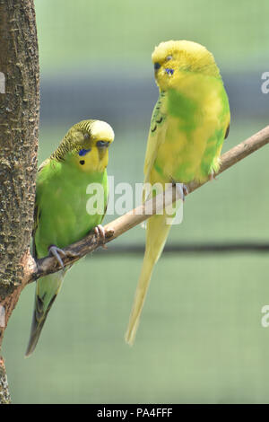 Paar echte Papageien thront auf einem Ast. Stockfoto