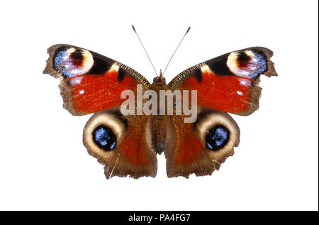 Europäische Peacock butterly (Inachis io) mit ausgebreiteten Flügeln auf weißem Hintergrund. Stockfoto