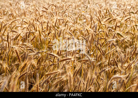 Feld mit goldenen Getreide, die reif sind und für Korn bereit Stockfoto