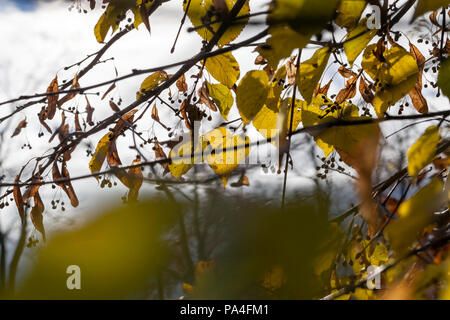 Seltene gelbe Blätter einer Linde und Samen gegen einen Himmel in die Herbstsaison, Details und eine Nahaufnahme von einem Park im Herbst ein Blatt Stockfoto