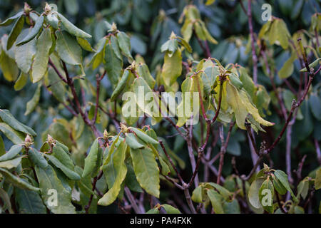 Nahaufnahme der Rhododendron williamsianum Pflanze, Szechuan Stockfoto