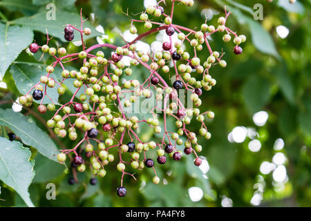 Grüne und violette Beeren hängen von Baum Nahaufnahme Makro Stockfoto