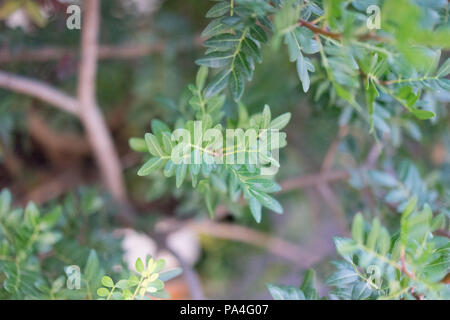 Pistacia lentiscus mastixtree Mittelmeer pistace Blätter Blatt Stockfoto