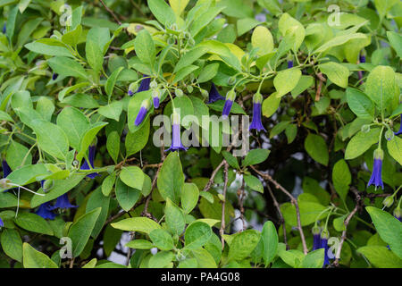 Acnistus solanaceae australische Pflanzen blühen im Garten Stockfoto