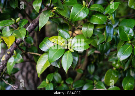 Dark Green leaf von Camellia japonica Nahaufnahme Blätter Stockfoto