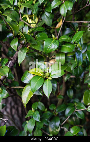 Dark Green leaf von Camellia japonica Nahaufnahme Blätter Stockfoto