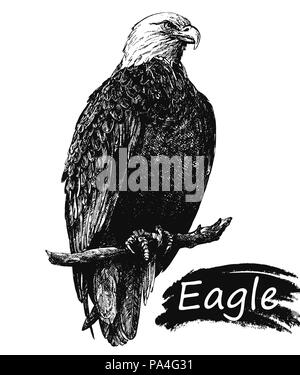 Hand gezeichnete Skizze stil Adler auf weißem Hintergrund. Vector Illustration. Stock Vektor