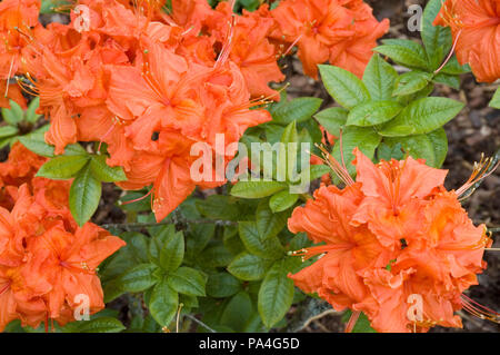 Blühende rhododendron Bush mit hellen orange Blüten Stockfoto