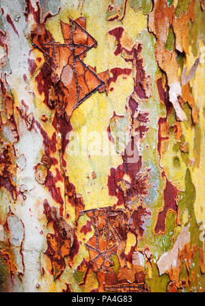 Nahaufnahme Makroaufnahme von Gelb Grün Rot farbenfrohe Rinde eines alten Baumes, Bergahorn Stockfoto