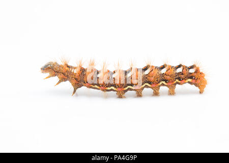 Eine Seitenansicht eines Knotgrass motte Caterpillar, Acronicta rumicis, gefunden in Dorset und fotografiert auf einem weißen Hintergrund. Dorset England UK GB Stockfoto