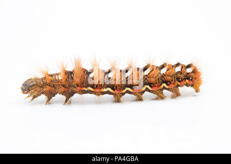 Eine Seitenansicht eines Knotgrass motte Caterpillar, Acronicta rumicis, gefunden in Dorset und fotografiert auf einem weißen Hintergrund. Dorset England UK GB Stockfoto