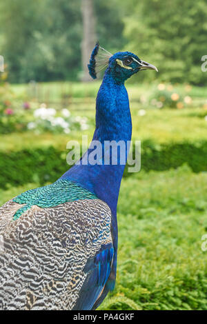 Pfau Pavo cristatus Zierpflanzen Stockfoto