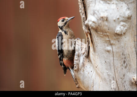 Der Buntspecht (Dendrocopos major) ist eine mittelgroße Specht mit Pied schwarz-weißem Gefieder und einen roten Fleck auf der unteren Bauch. Stockfoto