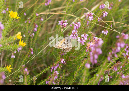 Eine Äsche Schmetterling, hipparchia Semele, Fütterung auf Heidekraut. Dorset England UK GB Stockfoto