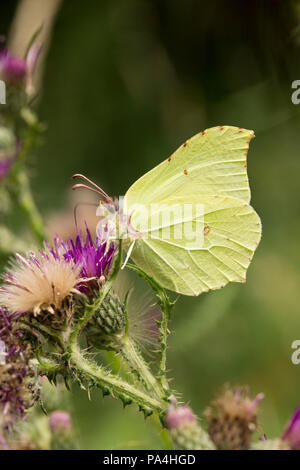 Ein Zitronenfalter, Gonepteryx rhamni, in Dorset England UK GB an einem sonnigen Tag fotografiert. Stockfoto