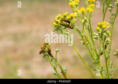 Zinnober Nachtfalter Raupen, Tyria jacobaeae, Fütterung auf Ragwort Pflanzen und Blumen. Dorset England UK GB Stockfoto