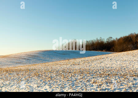 Schnee im Winter, das schien nach einem Schneefall und Stoppel klebt eine große Anzahl von trockenen vergilbten Gras und Weizen fotografiert. Stockfoto