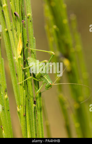 Eine weibliche gesprenkelten Busch Leptophyes punctatissima, Kricket, auf einem Besen Bush in Dorset England UK GB getarnt. Stockfoto