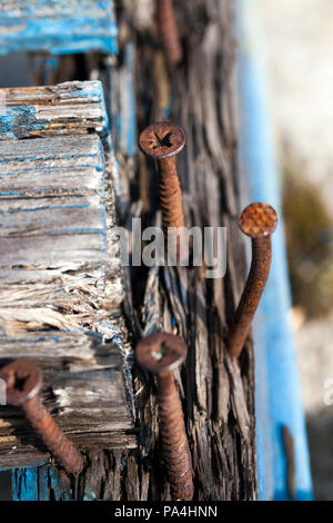 Rostige Nägel in einem zerbröckelnden Holz- Oberfläche gehämmert, Teil der verfallenden und verrotten Bau im Park - Sitzbank, close-up Stockfoto