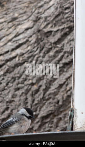 Black-capped chickadee Auswahl der Samen aus unter vielen zu Essen. Stockfoto