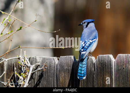 Blue Jay auf einem hölzernen Zaun seine schönen Farben anzeigen thront. Stockfoto