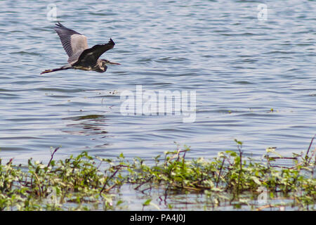 Ein Great Blue Heron würdevoll hochfliegende über ein Gewässer Stockfoto