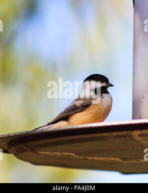 Süße Black-capped chickadee perfekt Posieren auf einem Bird Feeder. Stockfoto