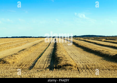 Lange geraden Reihen von Stroh, die nach der Ernte Korn, Landschaft in der Mitte oder Ende Sommer, Stockfoto