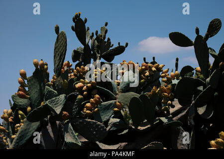 Dickicht von Prickly Pear cactus Opuntia ficus-indica in der Wüste Negev Israel Stockfoto