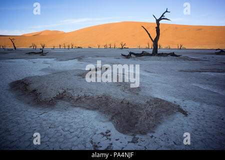 Trockene Bäume an einem sonnigen Morgen im Deadvlei (Death Valley) in Sossuvlei, Namibia Stockfoto