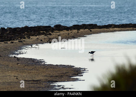 Schwarz - geflügelte Stelzenläufer (Himantopus himantopus) waten Silhouette in der Estany Pudent Feuchtgebiete in Ses Salines Naturpark (Formentera, Balearen, Spanien) Stockfoto