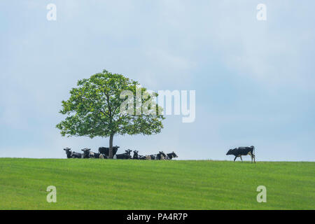 Kühe, einige Schatten unter einem Baum an einem heißen Tag. Stockfoto