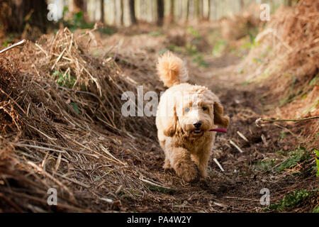 Beige Cockerpoo spielt im Wald Stockfoto