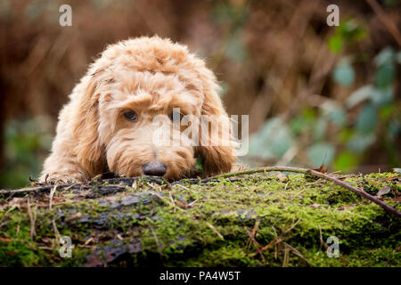 Beige Cockerpoo spielt im Wald Stockfoto