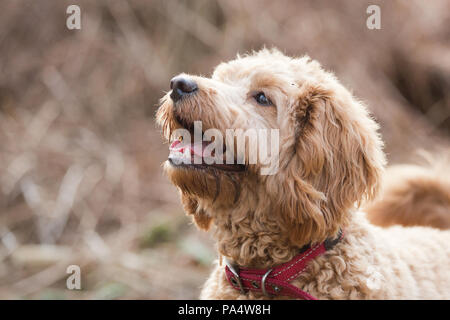 Beige Cockerpoo spielt im Wald Stockfoto