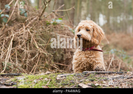 Beige Cockerpoo spielt im Wald Stockfoto