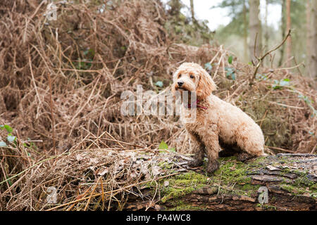 Beige Cockerpoo spielt im Wald Stockfoto