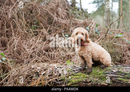 Beige Cockerpoo spielt im Wald Stockfoto