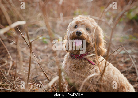 Beige Cockerpoo spielt im Wald Stockfoto