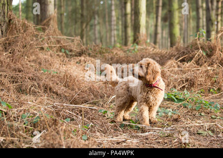 Beige Cockerpoo spielt im Wald Stockfoto