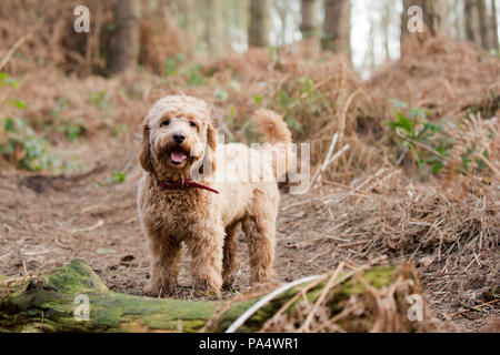 Beige Cockerpoo spielt im Wald Stockfoto