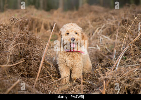 Beige Cockerpoo spielt im Wald Stockfoto