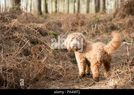 Beige Cockerpoo spielt im Wald Stockfoto
