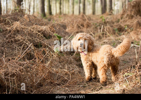Beige Cockerpoo spielt im Wald Stockfoto