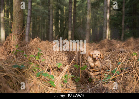 Beige Cockerpoo spielt im Wald Stockfoto