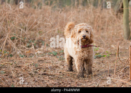 Beige Cockerpoo spielt im Wald Stockfoto