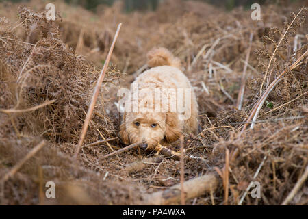 Beige Cockerpoo spielt im Wald Stockfoto