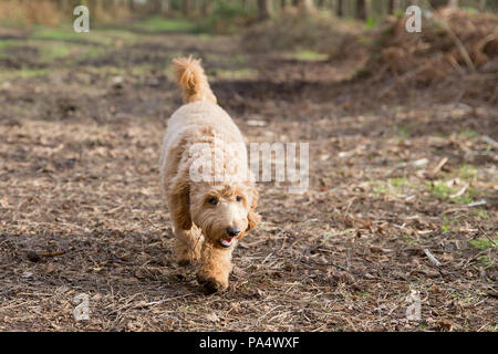 Beige Cockerpoo spielt im Wald Stockfoto