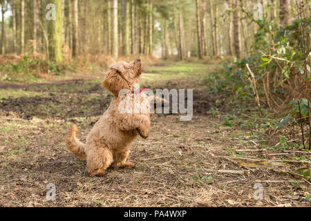 Beige Cockerpoo spielt im Wald Stockfoto