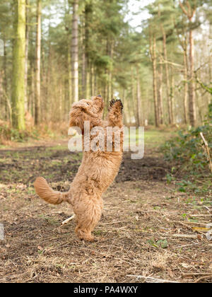Beige Cockerpoo spielt im Wald Stockfoto